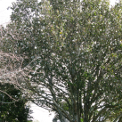 Michelia- Cambridge Tree Trust